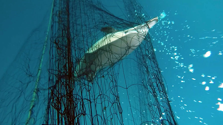 Commercial Fishing Nets