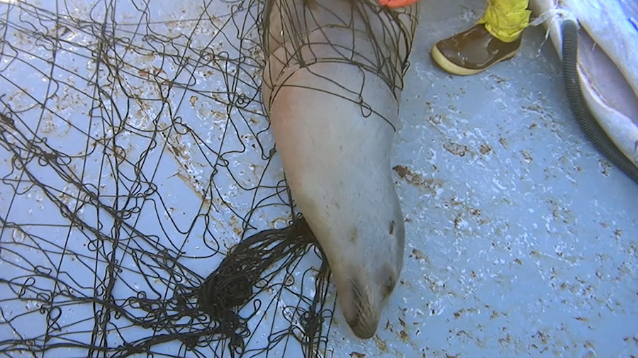 Sea lion trapped in net